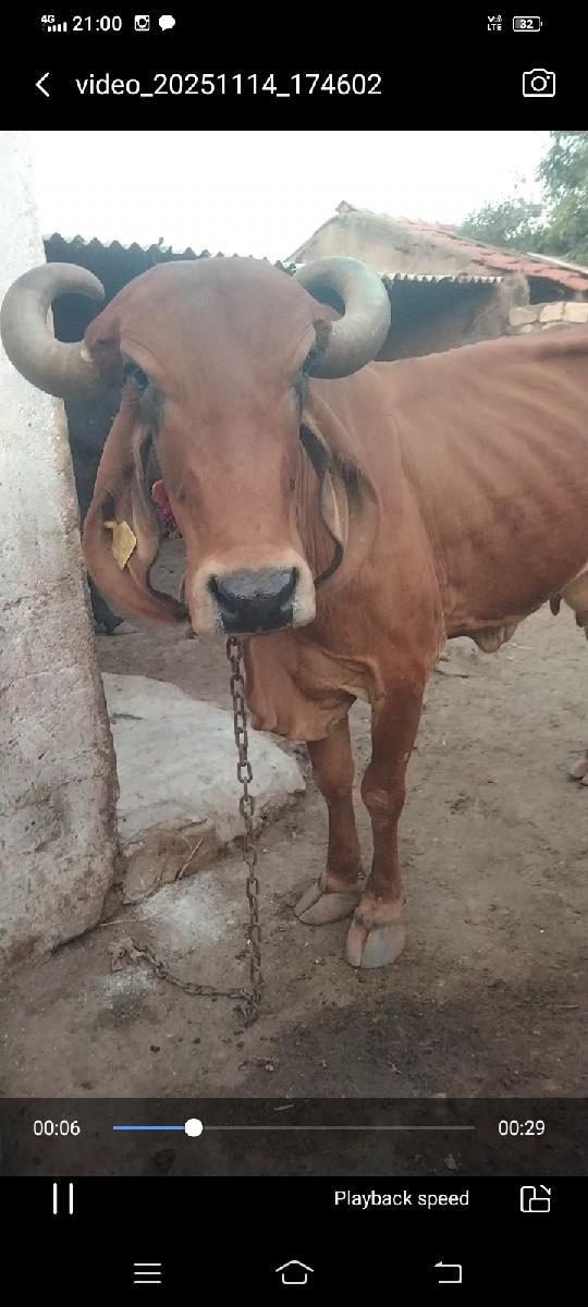 થંબનેલ 2