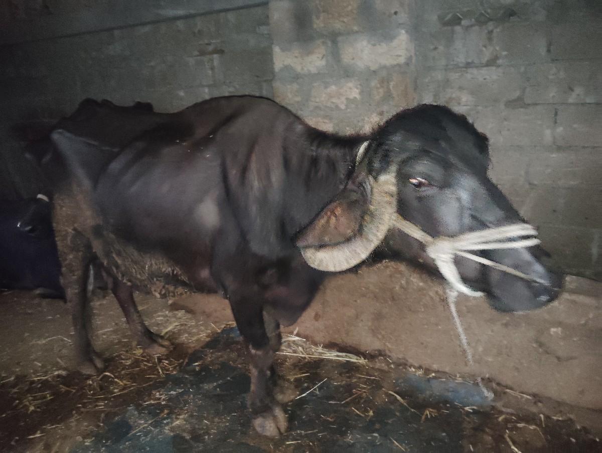 थंबनेल 3