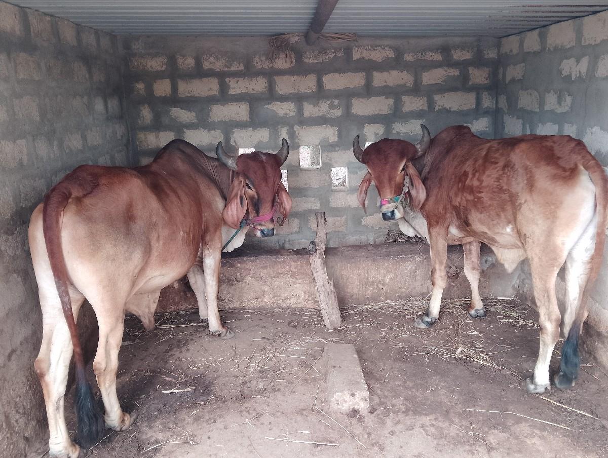 થંબનેલ 2