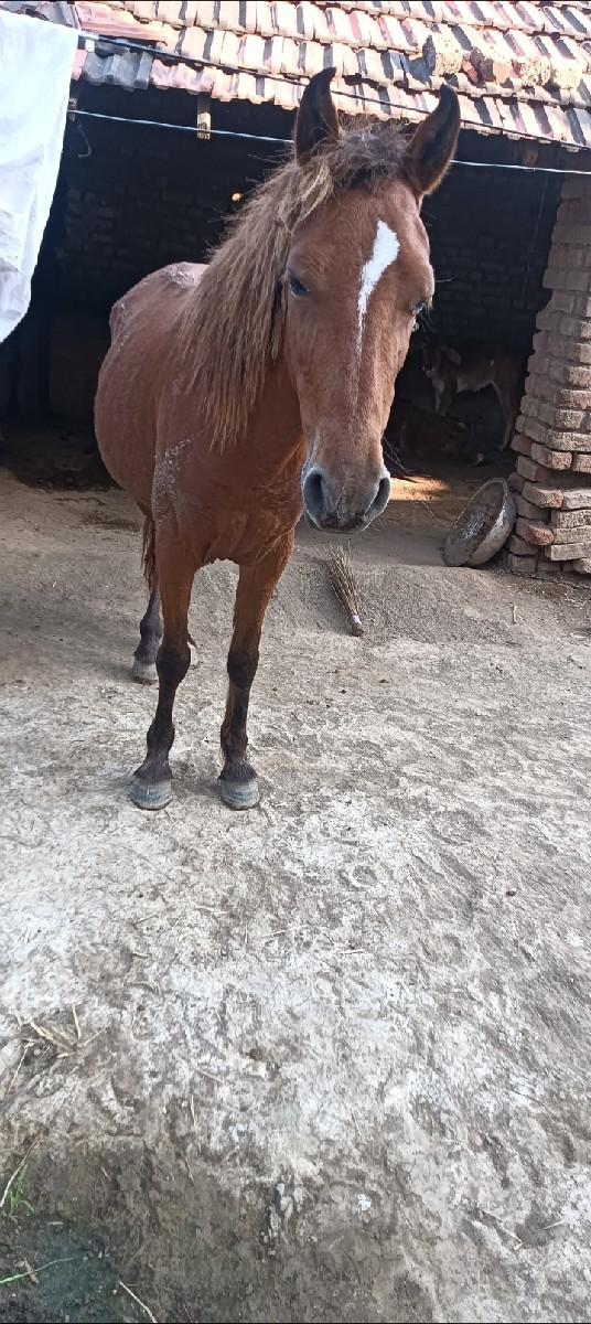 થંબનેલ 2