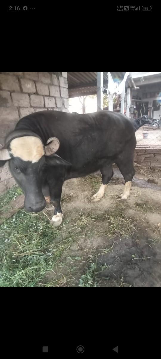 થંબનેલ 3