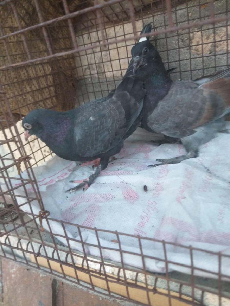 બચા ખાતા સીખી ગયા છે