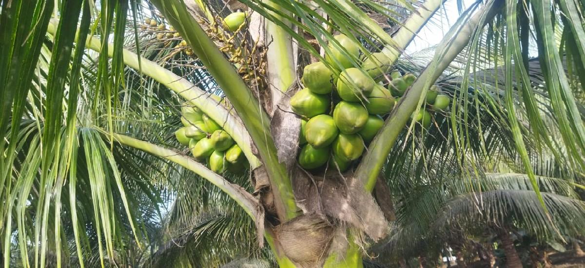 saniyu khatar vesvanu she