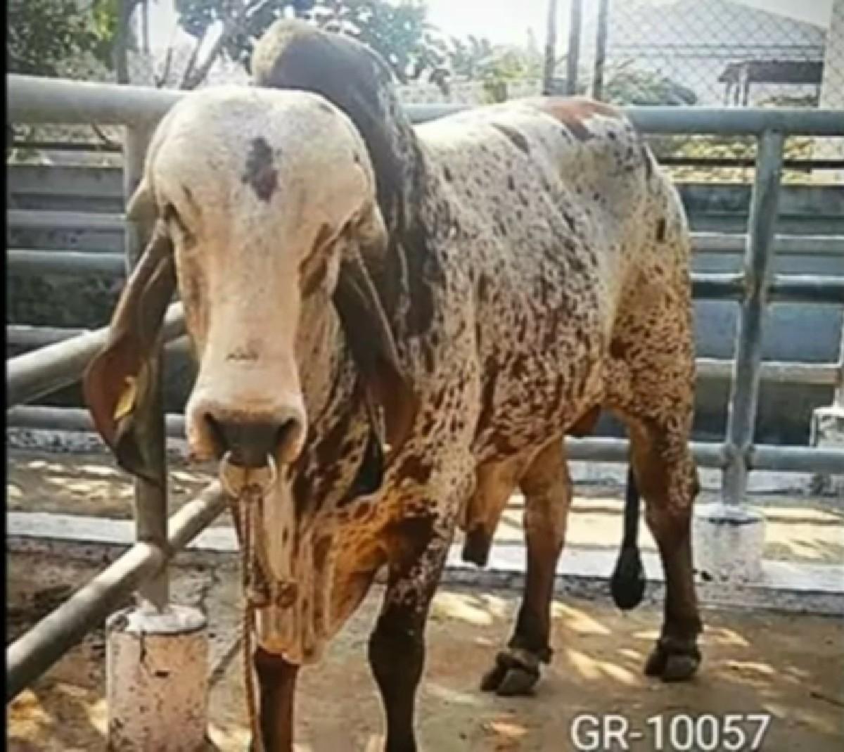 ગીર ખૂટ્યો વેચવાનો છે