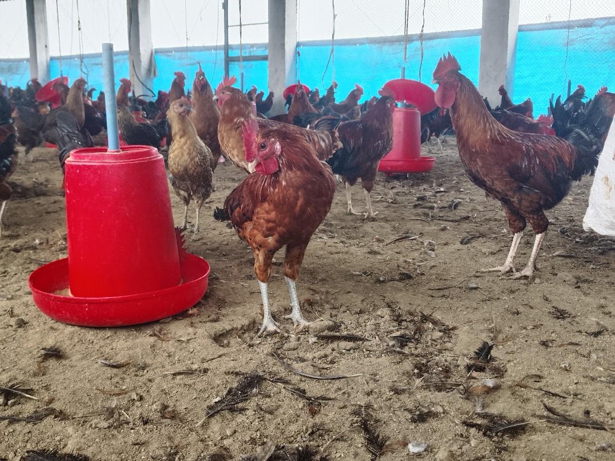 કુકડા વેચવાના છે