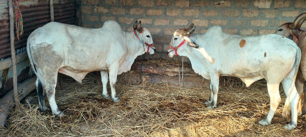 ગોઢલા વેચવાના છે
