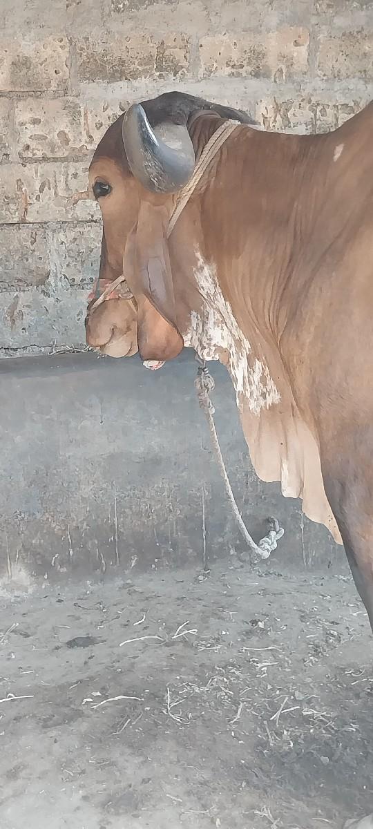 थंबनेल 2