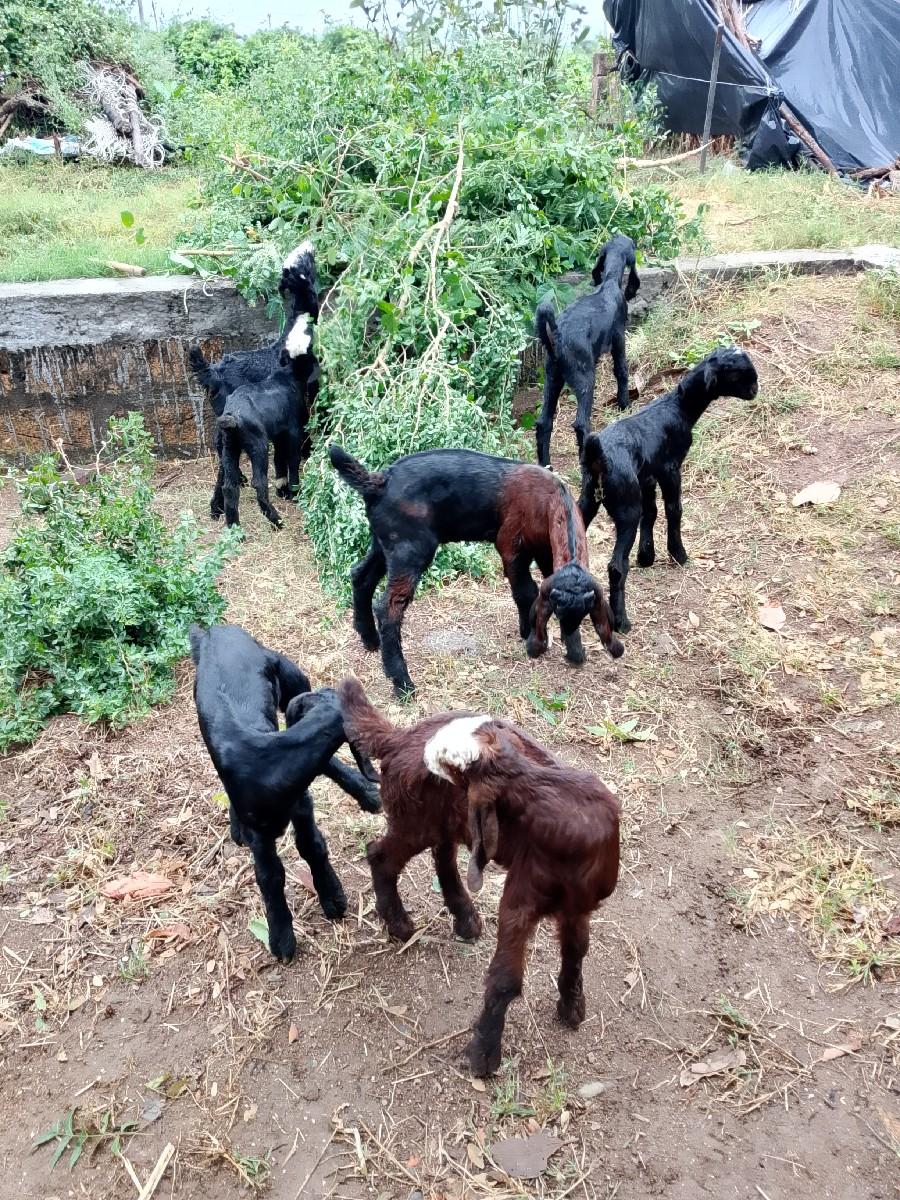 બોકડા 6000