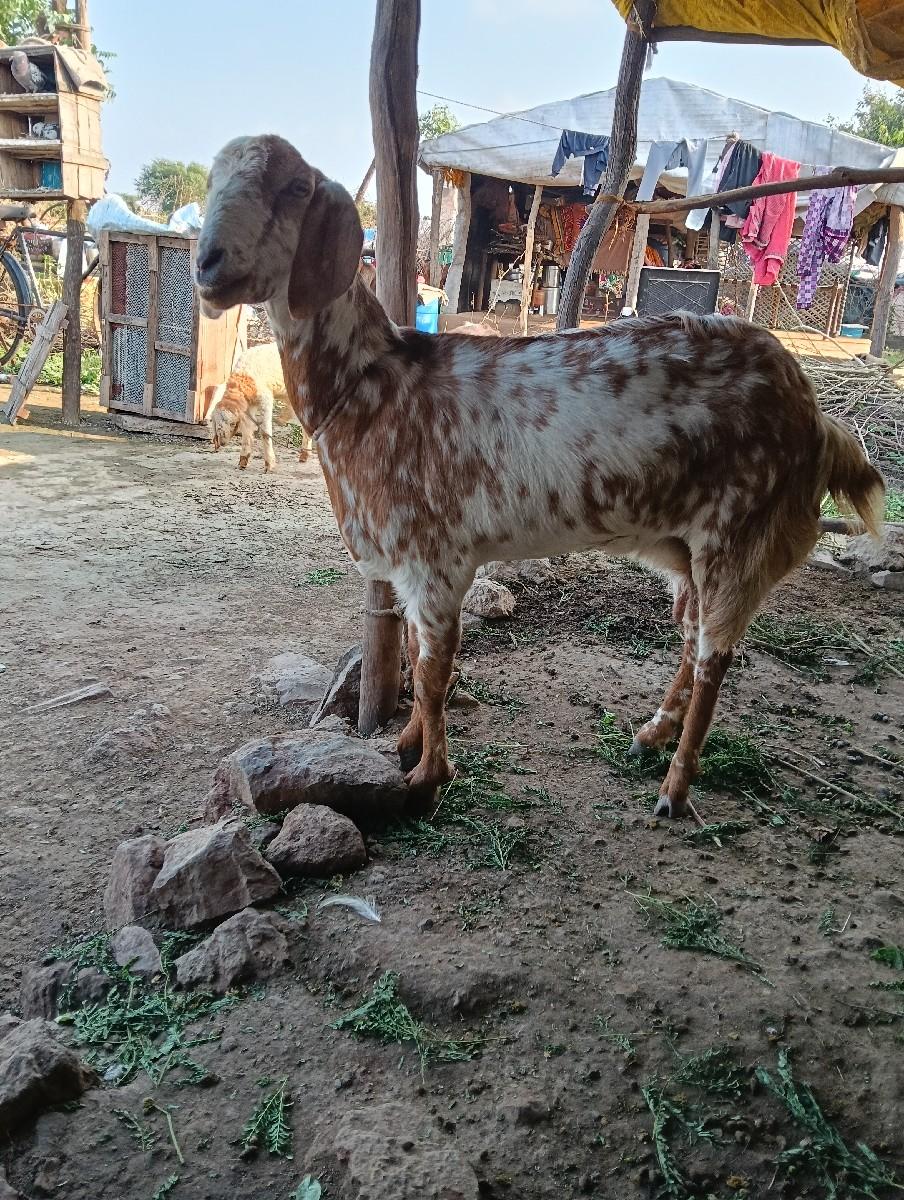 થંબનેલ 3