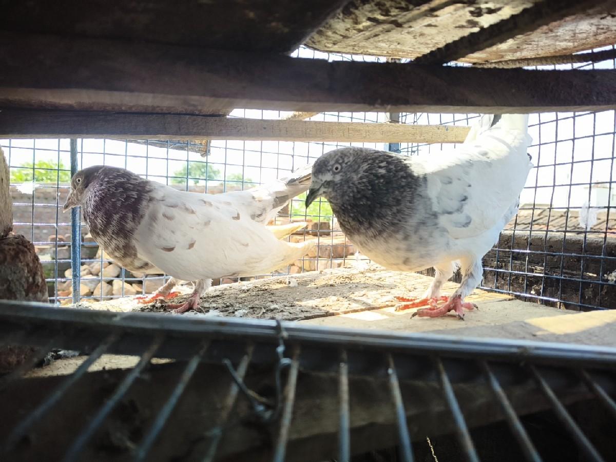 વેચવાના