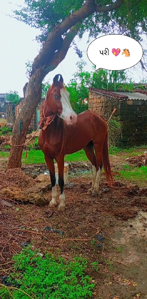 ઘોડી વેચવાનીસે પયોર કાઠિયાવાડી