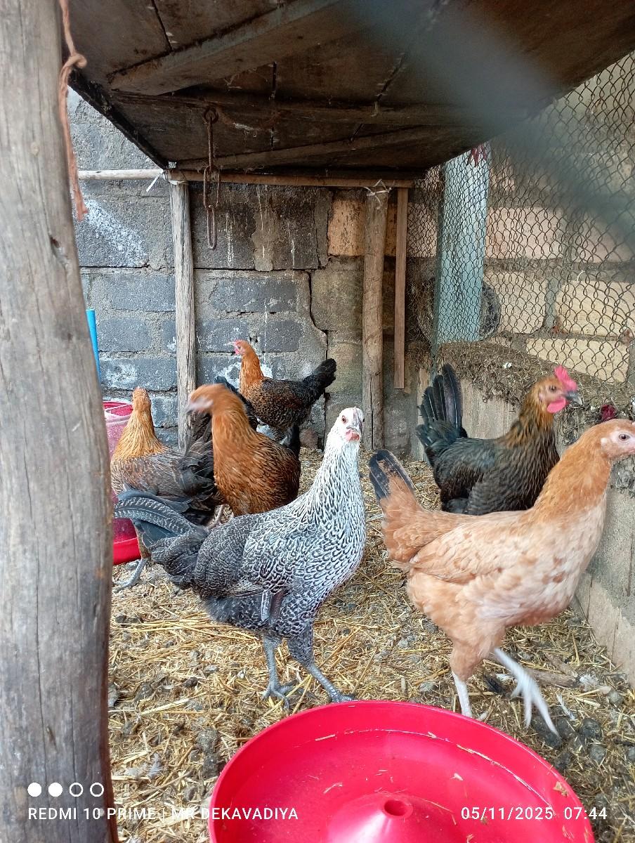 મુરધી વેચવાની છે