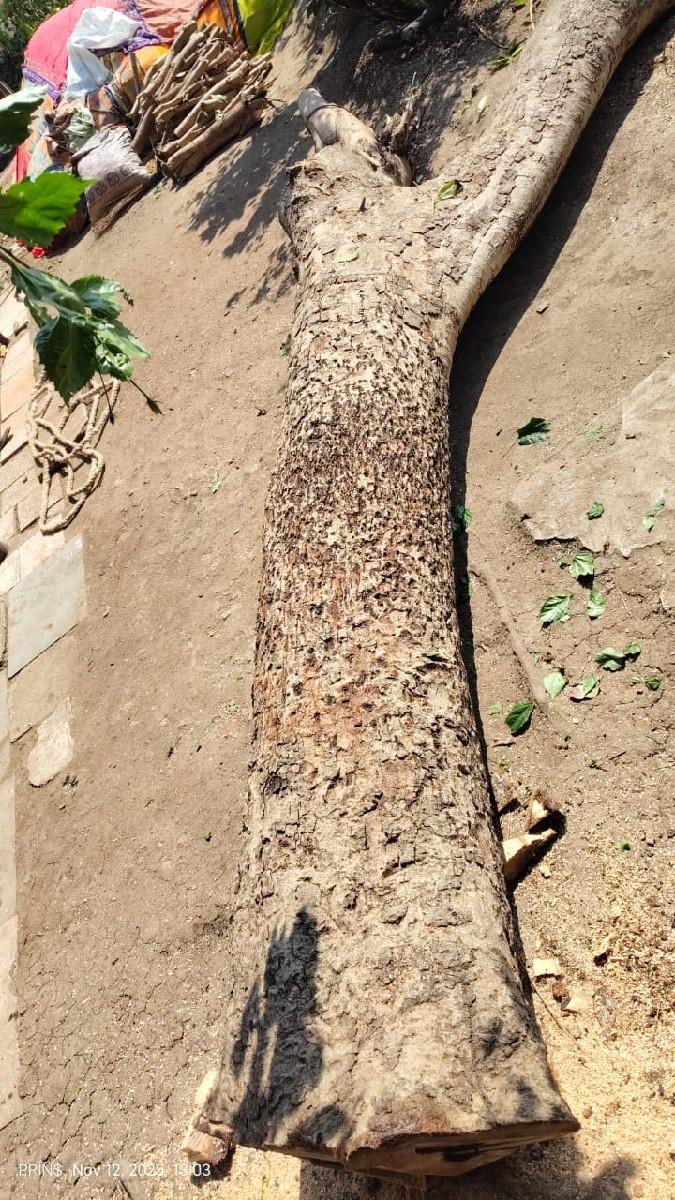 રાવણો (રાવણી)