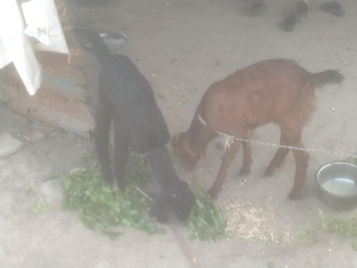 थंबनेल 2