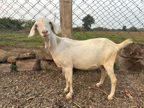 White bakri