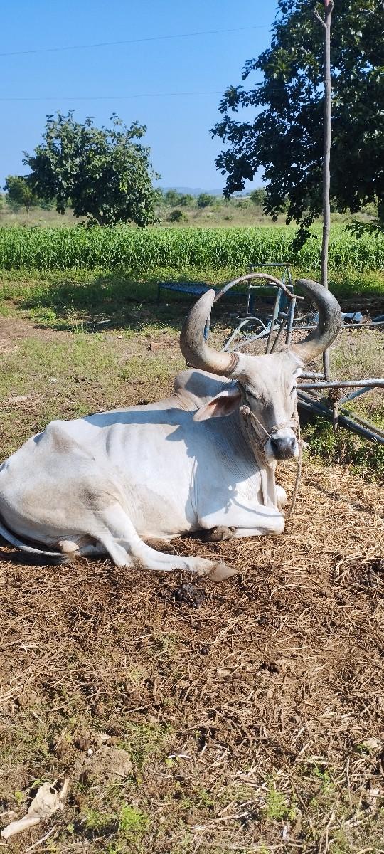બળદ વેચવાના છે