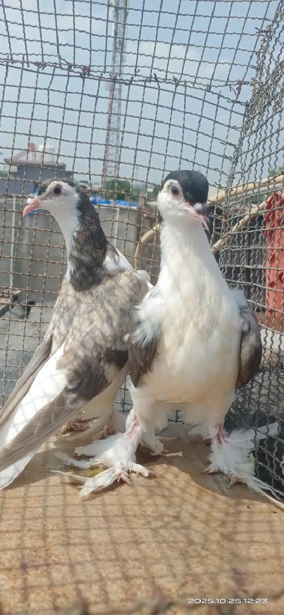 શીરાજી ની સેમી એડલ્ટ જોડ