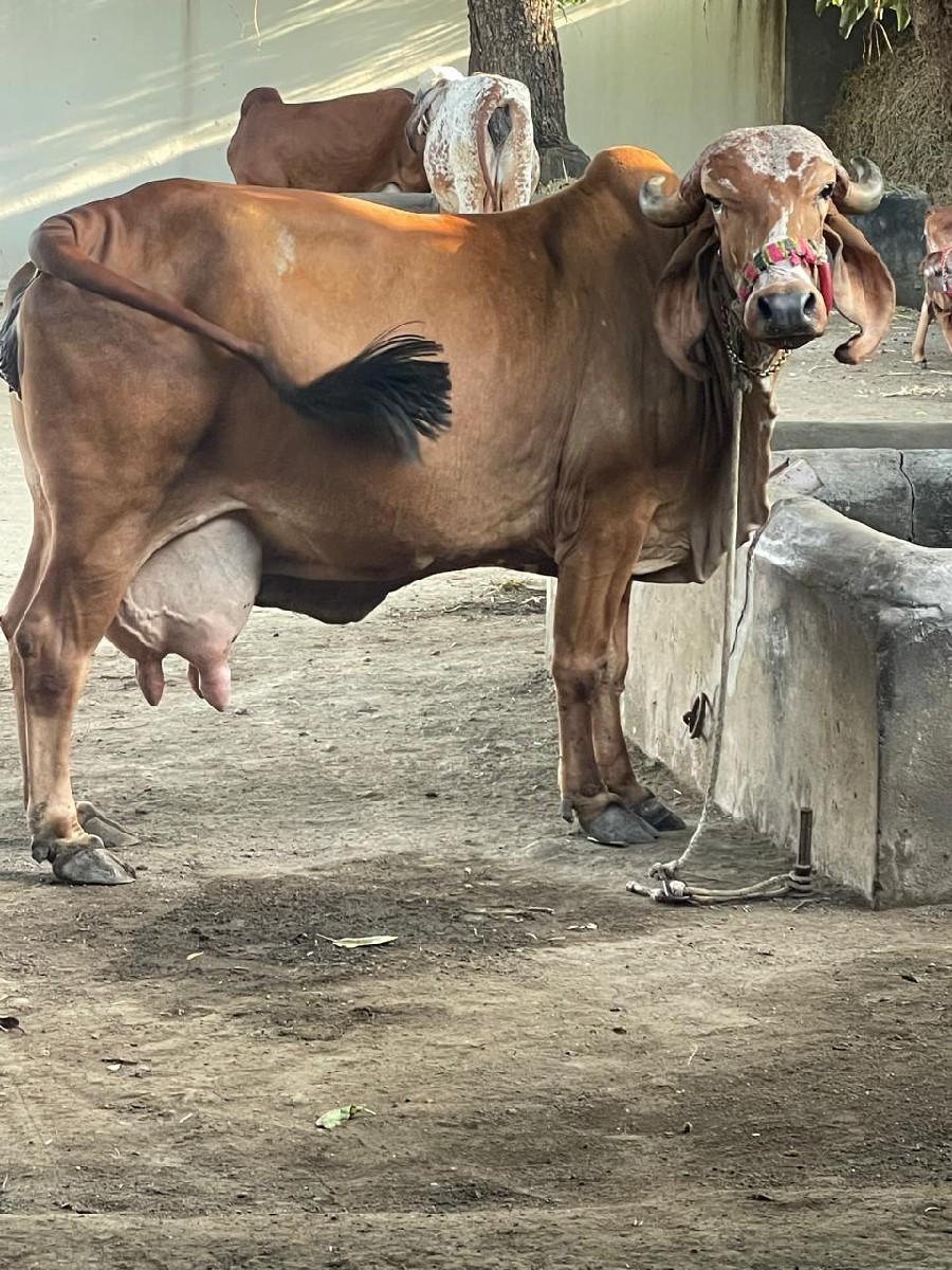 थंबनेल 2