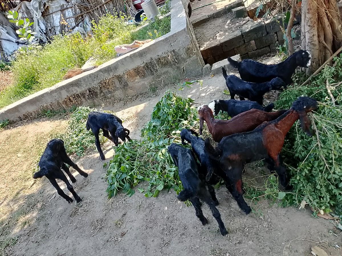 બોકડા 4000