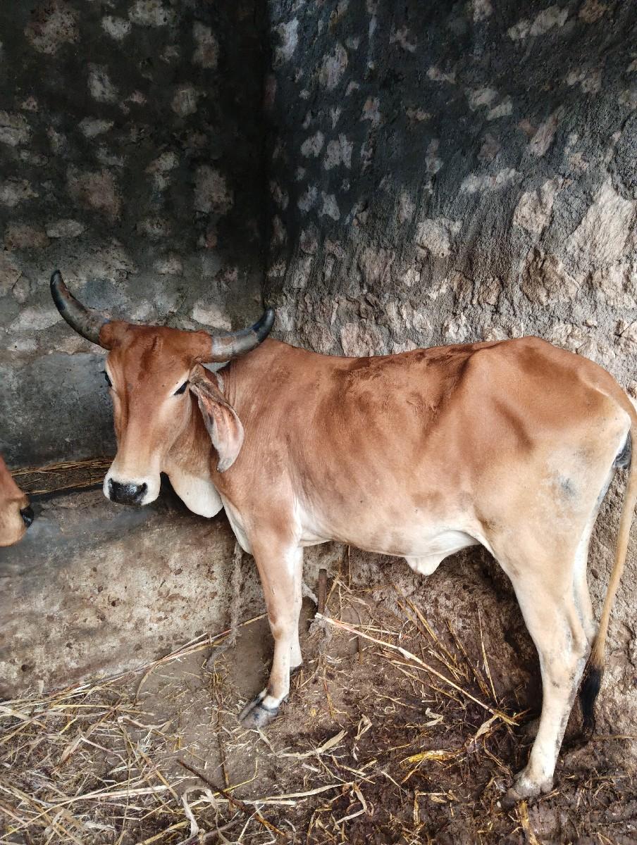 સાટા કરવા ના છે