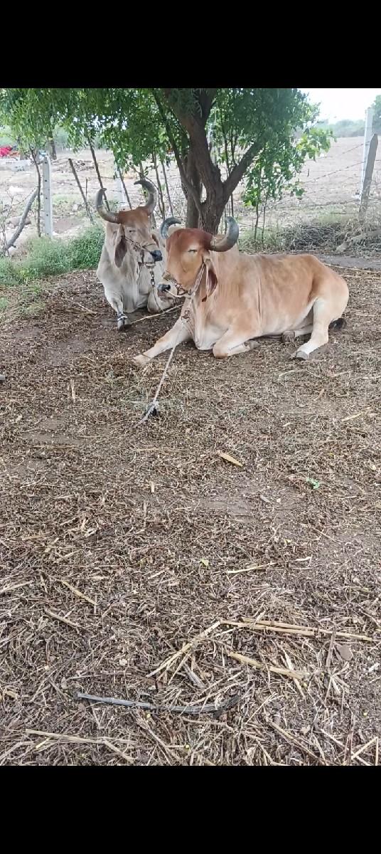 थंबनेल 2