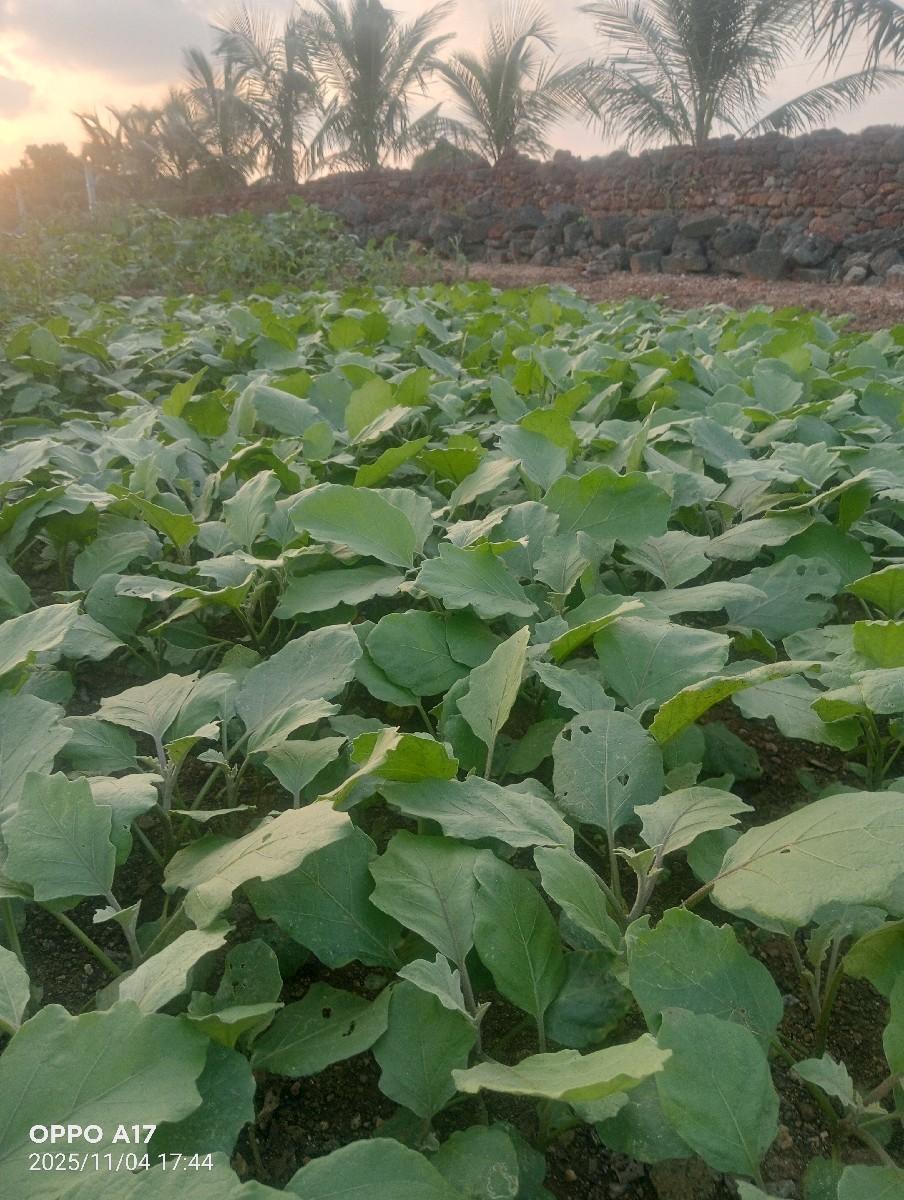 રીંગણી  નો રોપ વેચવા નો છે.