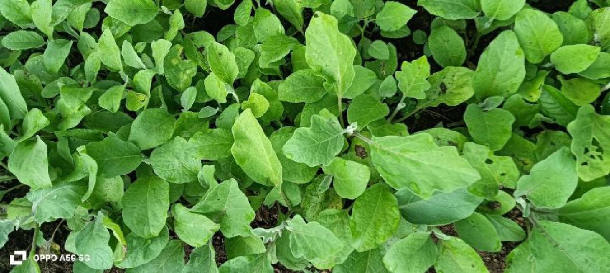 थंबनेल 2