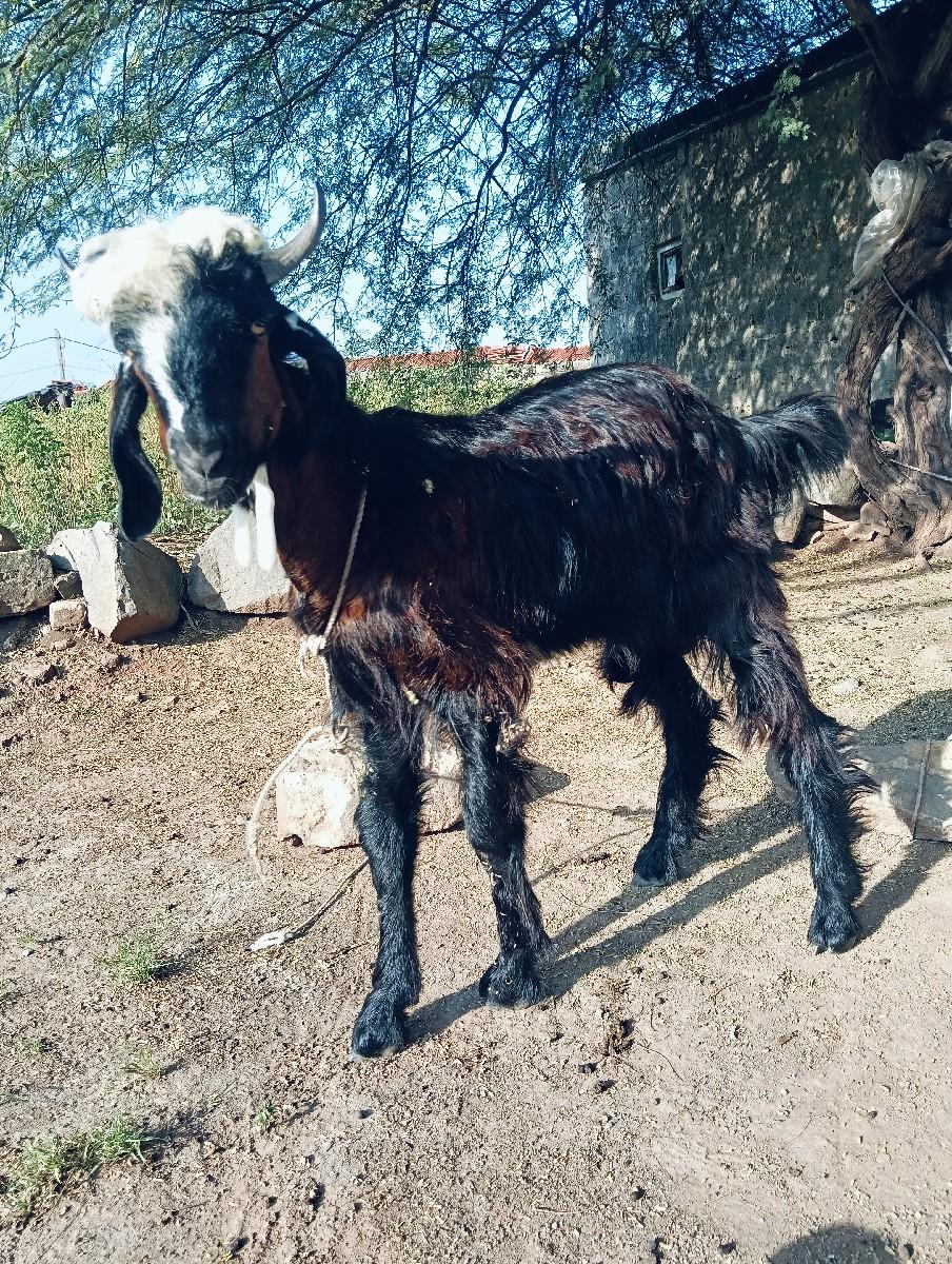 10 બોકડા વેચવાના છે