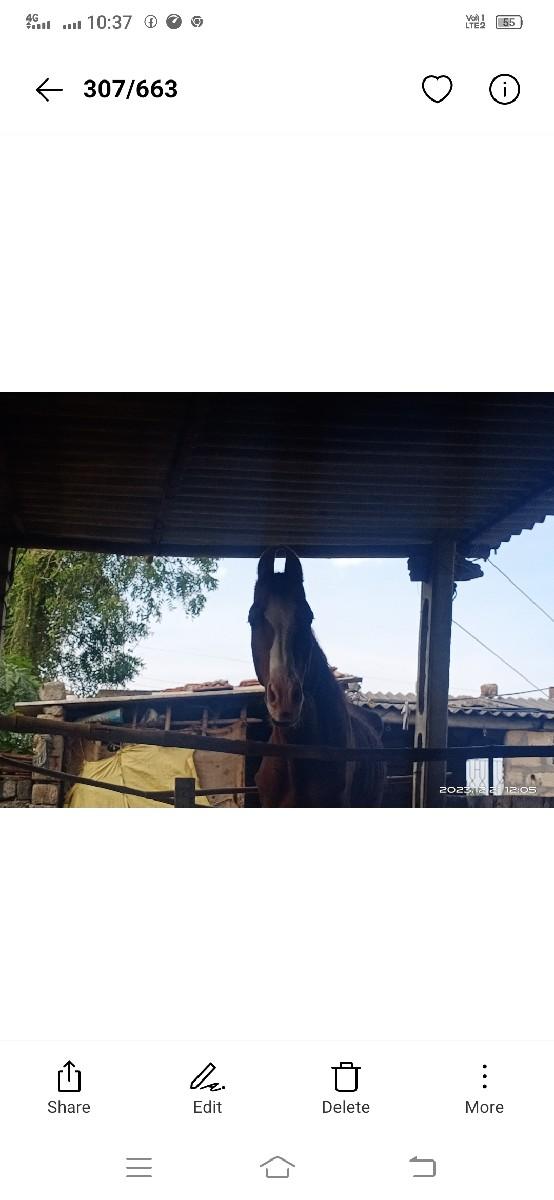 ghodi vesavani se