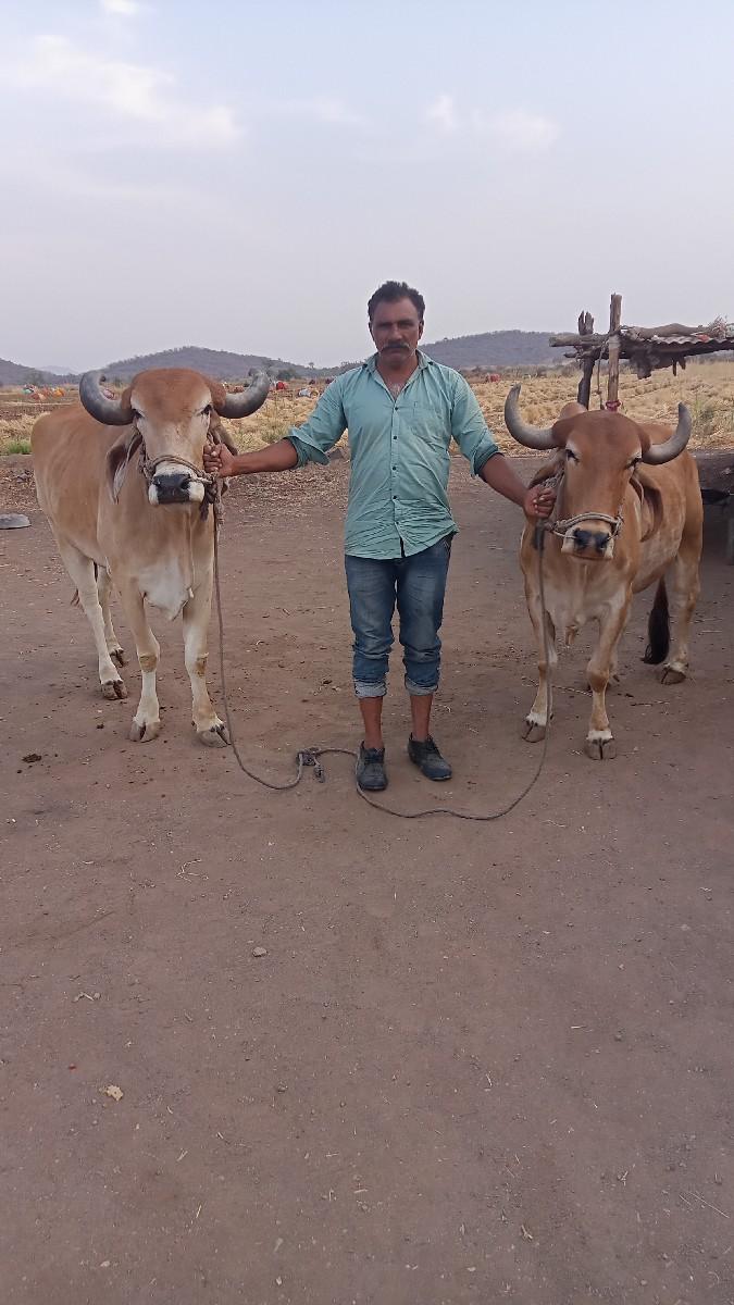 બલદ વેસવાના સે 3 ધરના