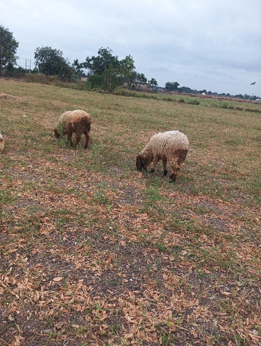 થંબનેલ 2