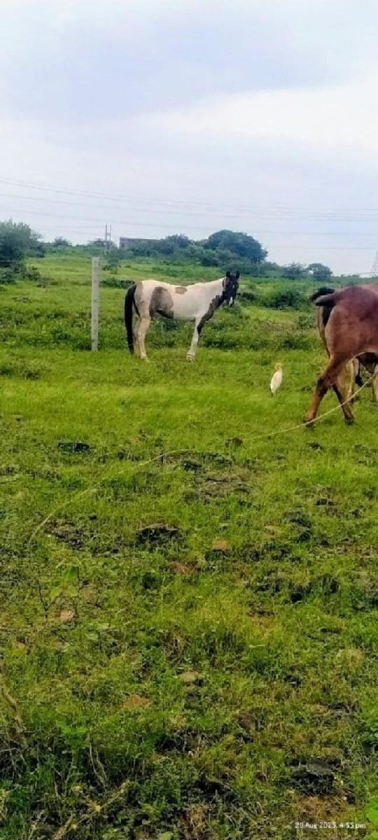 1  વસેરી 1 હોળકી