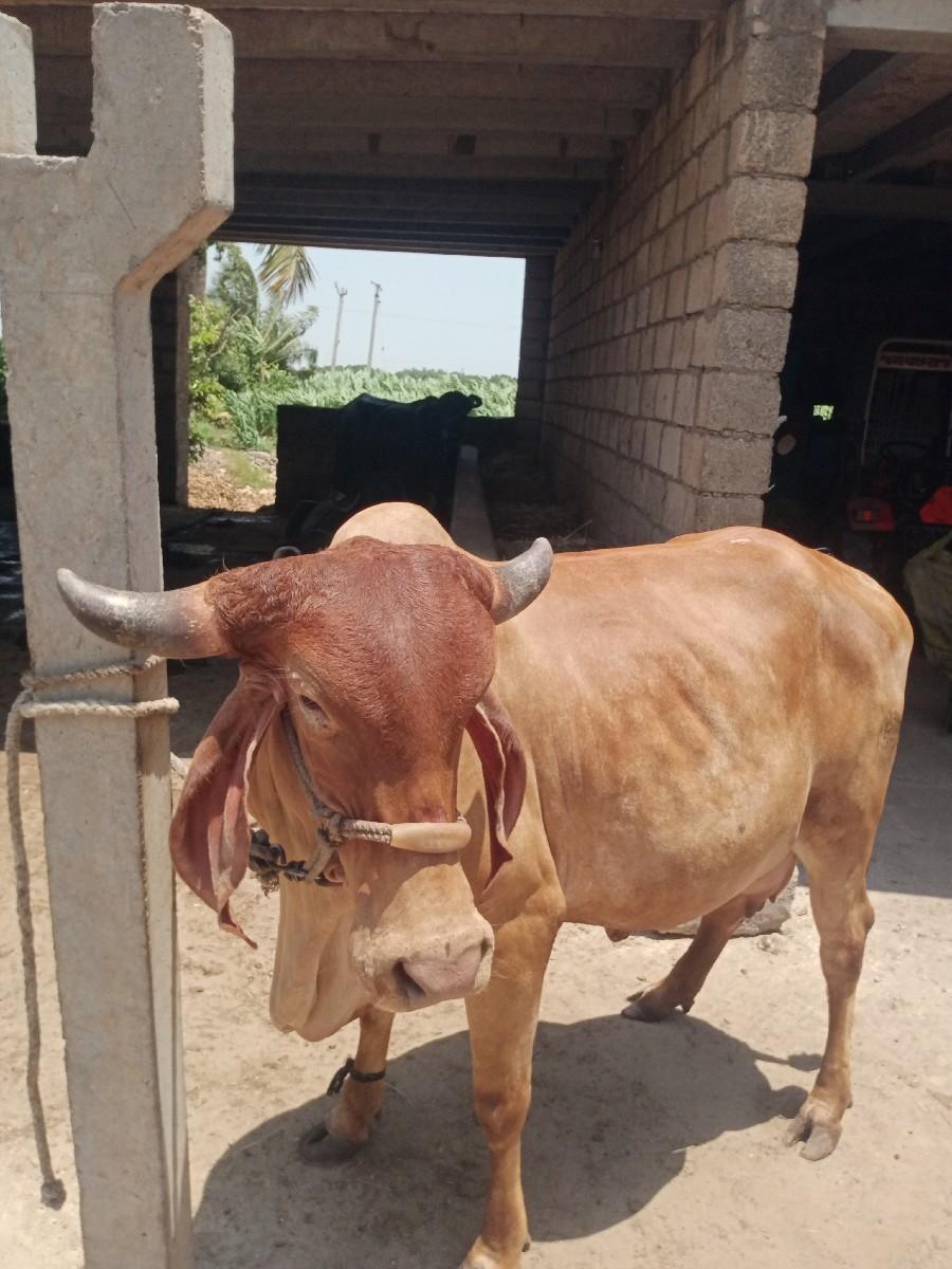 થંબનેલ 3