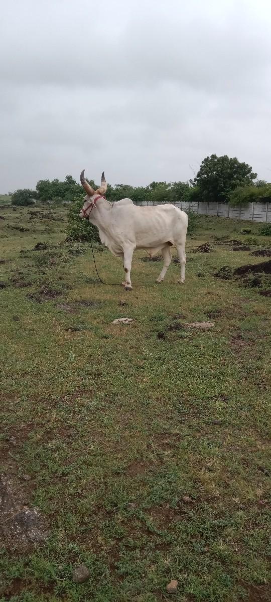 થંબનેલ 3