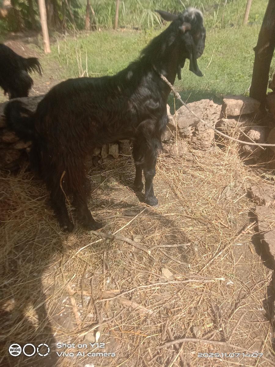 થંબનેલ 3