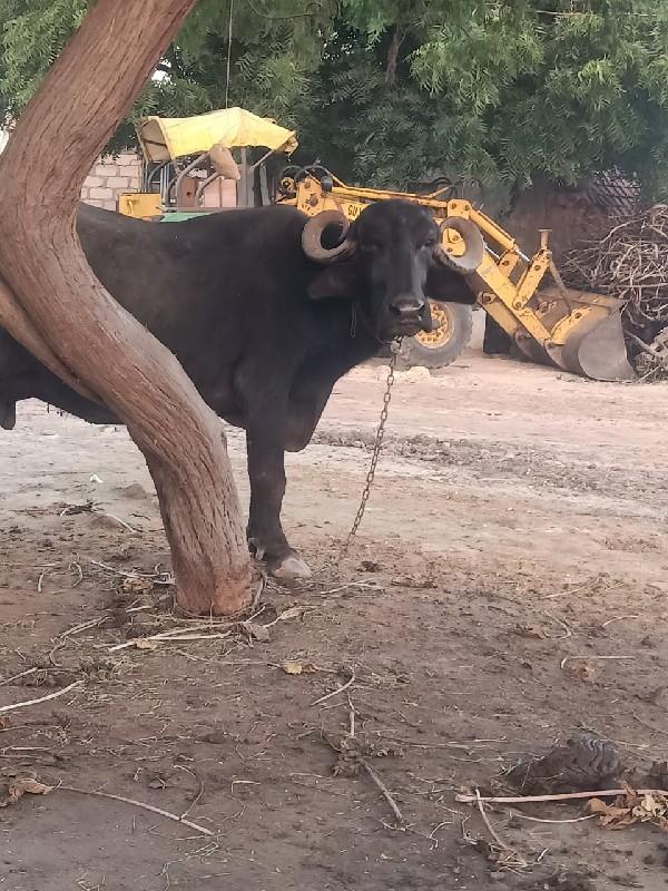 ભેંસ વેચવાની છે