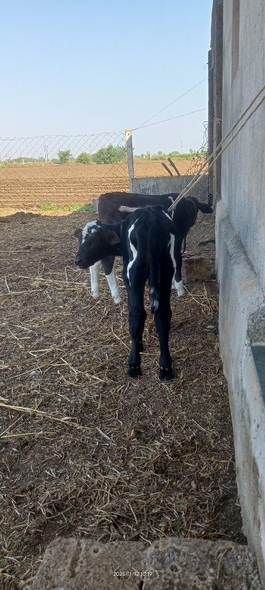 એસેફ વાચડા દેવાના છે