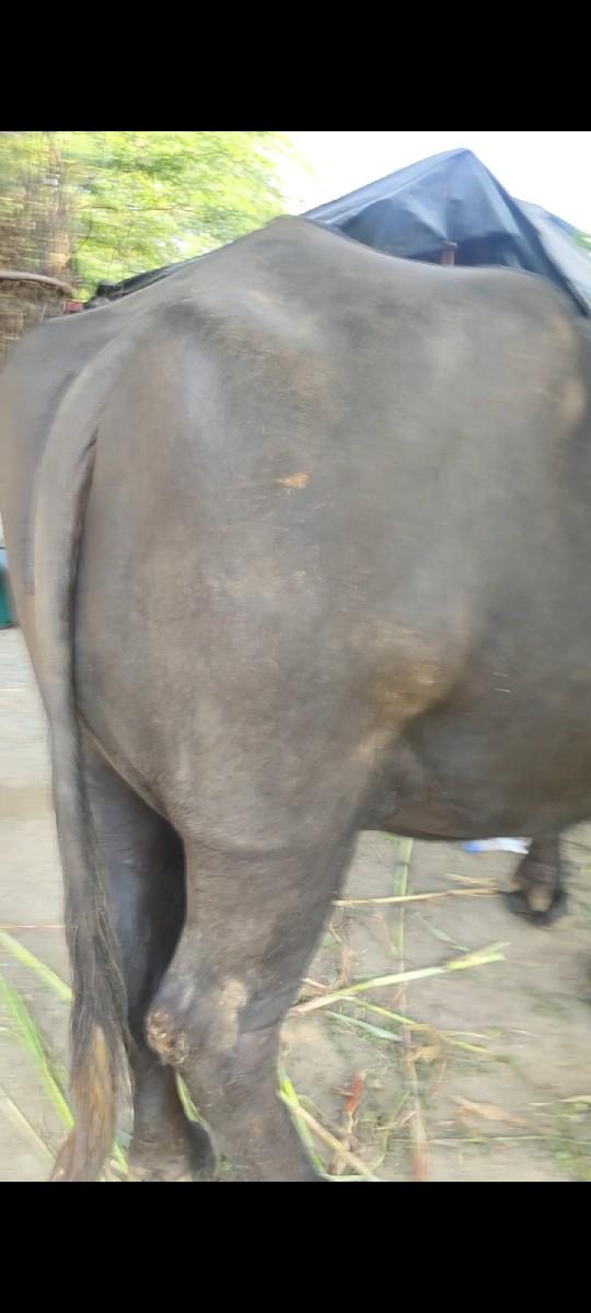 थंबनेल 3