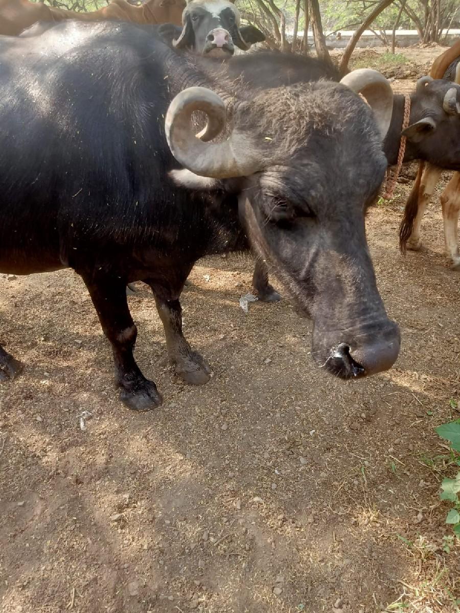 थंबनेल 2