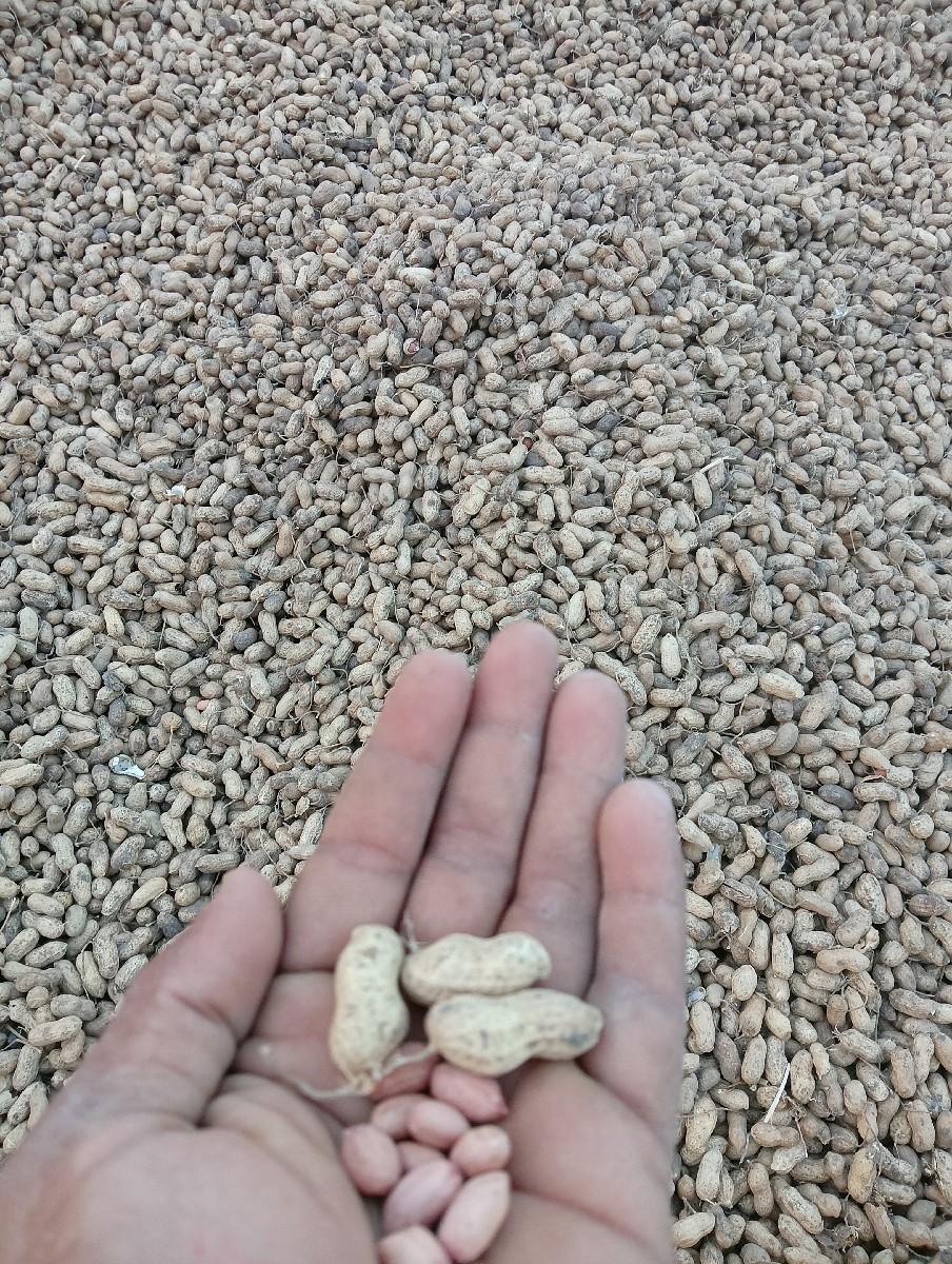 Bt 32 પલરા વગર ની માંડવી છે