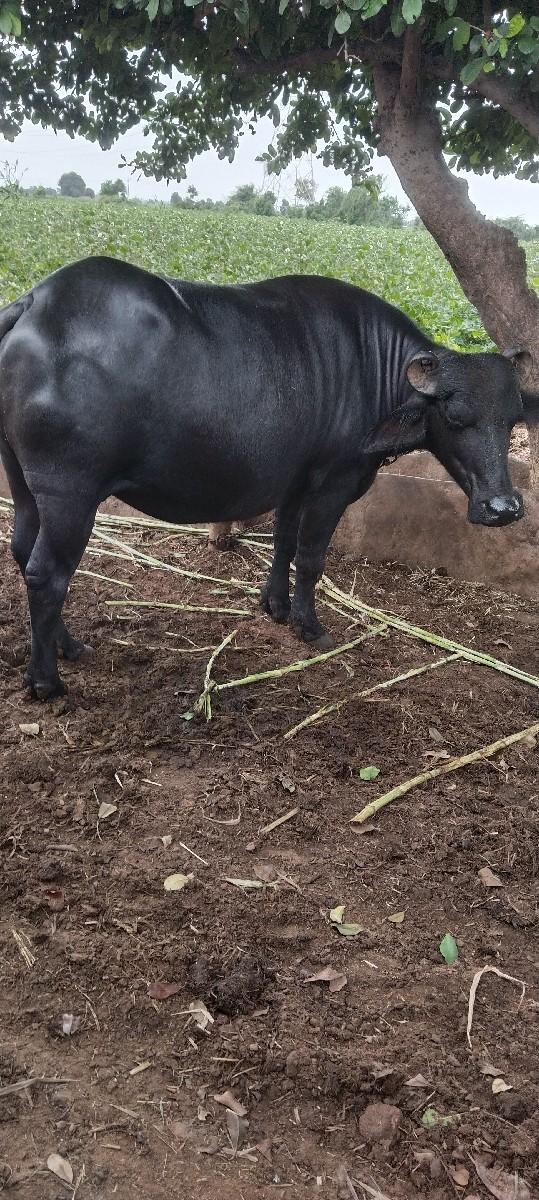 થંબનેલ 3