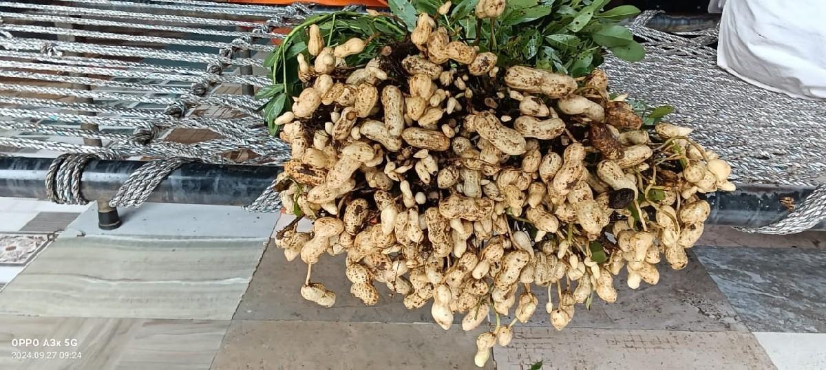 39 મગફળી વેસવવા ની છે 
સાવ કોરી