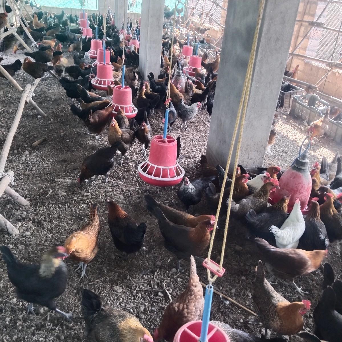 દેસી સોનાલી મુરઘી વેચવાની છે