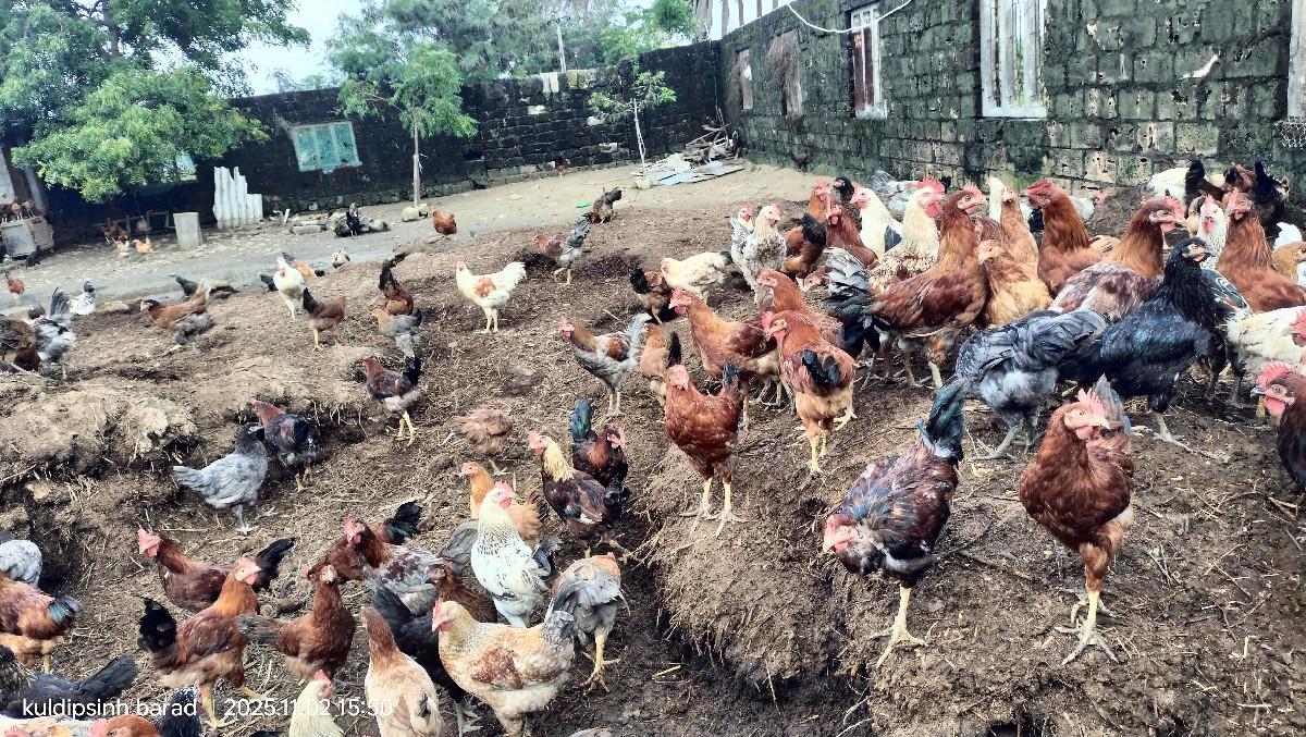 દેસી મરઘા વેચવાના છે