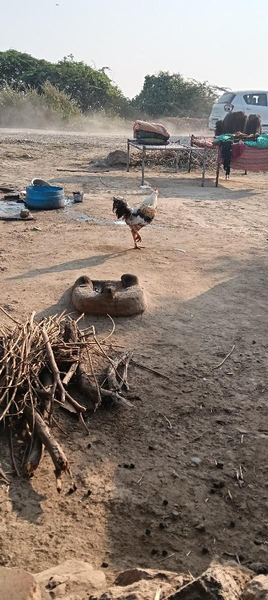 Porbandar Jila Taluka