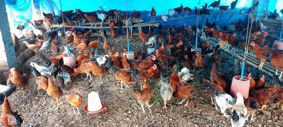 થંબનેલ 3