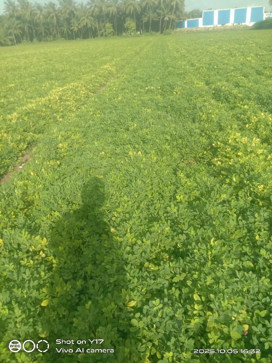 ગિરનાર ચાર નંબર માંડવી પહેલો વાવો