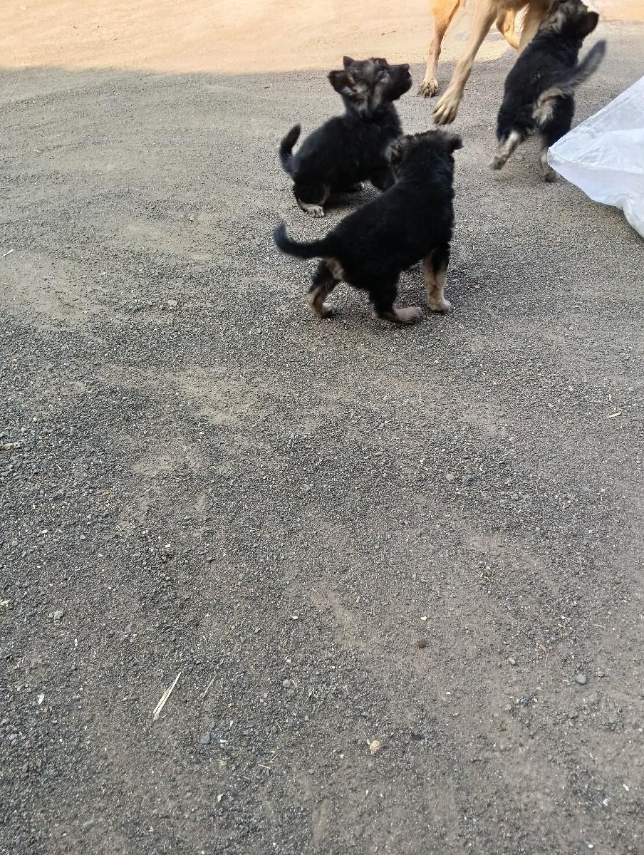 ગલૂડીયા વેશવા ના છે