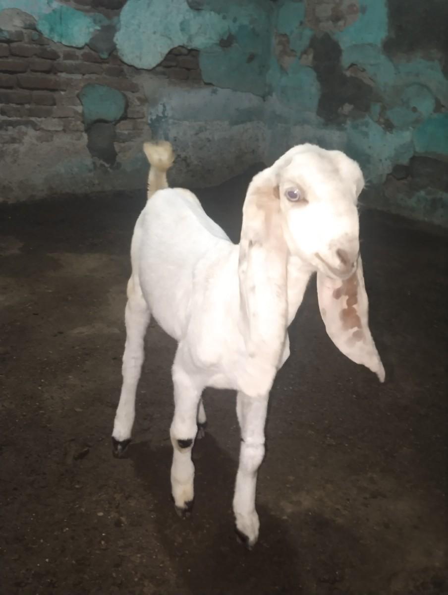 હૈદરાબાદી બકરી ગુલાબી
2 મયનાંની