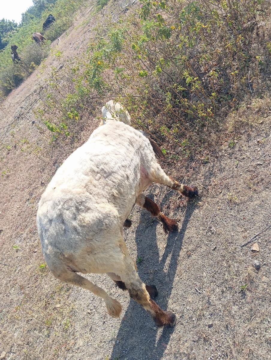 थंबनेल 2